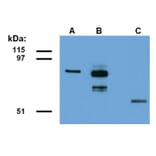 Western Blot - Anti-ABRA1 Antibody [ABRA1-01] (A86187) - Antibodies.com