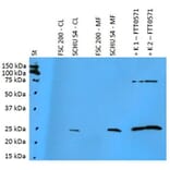 WB - Anti-F. tularensis ssp. tularensis FTT0571 Antibody (A86210)