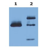 IP - Anti-HLA G Antibody [MEM-G/9] (A86211)