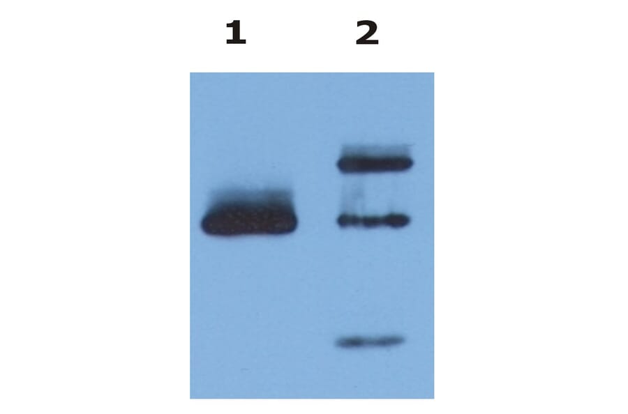 Western Blot - Anti-HLA G Antibody [MEM-G/9] (A86210) - Antibodies.com