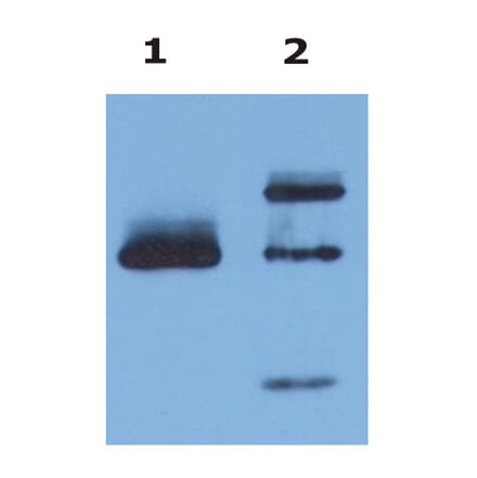 Western Blot - Anti-HLA G Antibody [MEM-G/9] (A86210) - Antibodies.com