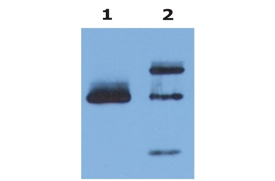 IP - Anti-HLA G Antibody [MEM-G/9] - BSA and Azide free (A86213)
