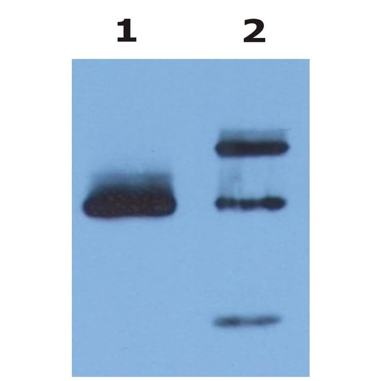 IP - Anti-HLA G Antibody [MEM-G/9] - BSA and Azide free (A86213)