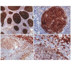 IHC - Anti-PAG1 Antibody [MEM-255] (A86214)