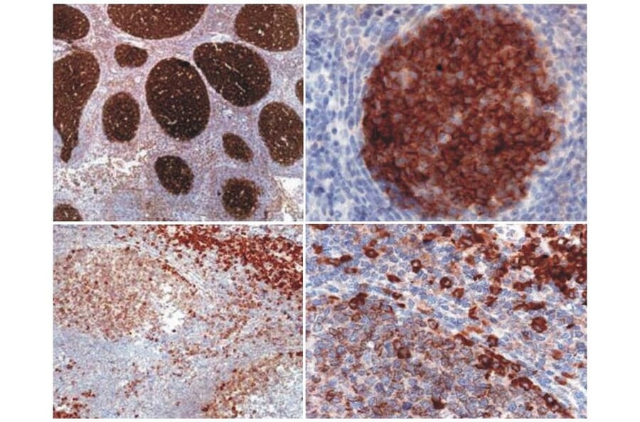 IHC - Anti-PAG1 Antibody [MEM-255] (A86214)