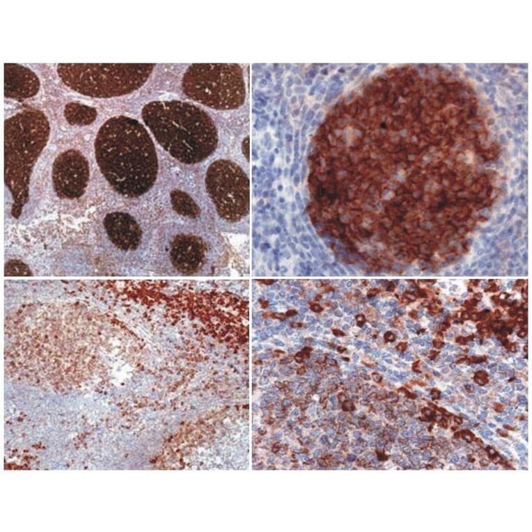 IHC - Anti-PAG1 Antibody [MEM-255] (A86214)