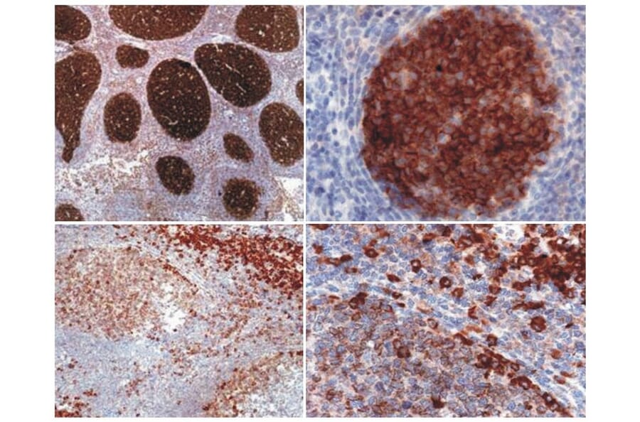 Immunohistochemistry - Anti-PAG1 Antibody [MEM-255] (A86212) - Antibodies.com