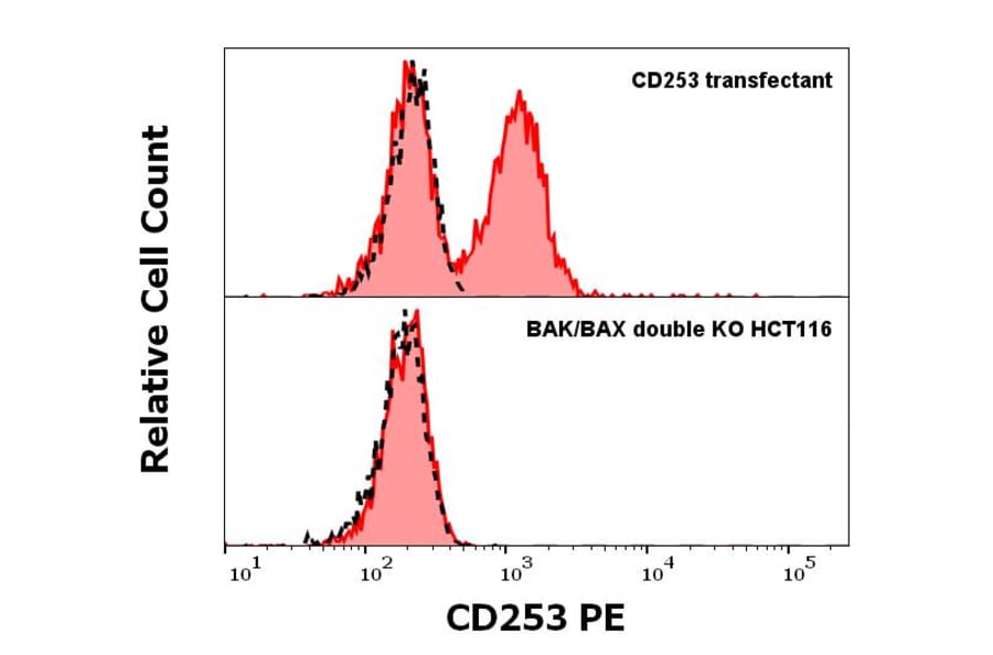 WB - Anti-TRAIL Antibody [2E5] (PE) (A86216)