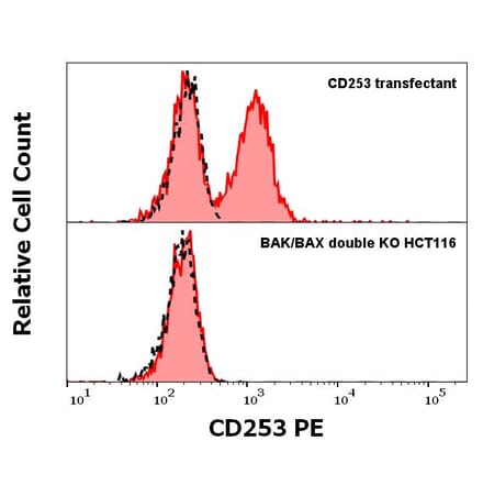 WB - Anti-TRAIL Antibody [2E5] (PE) (A86216)