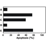 FUNC - Anti-TRAIL Antibody [2E5] - Low endotoxin, Azide free (A86220)