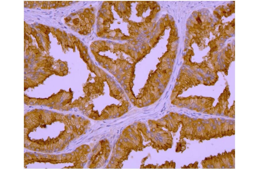 IHC - Anti-PSMA Antibody [GCP-04] (A86232)