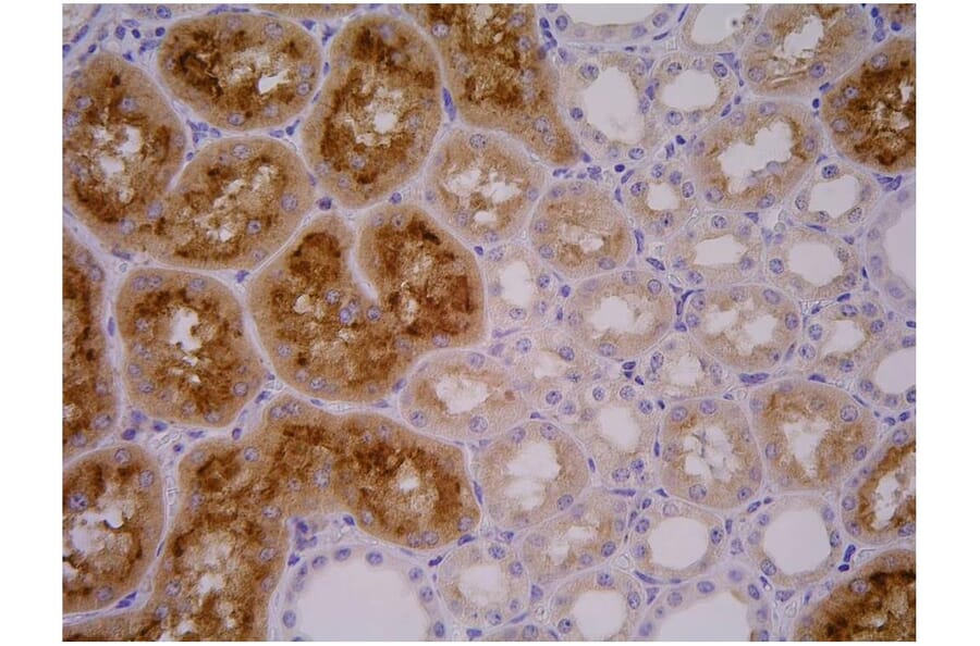 IHC - Anti-PSMA Antibody [GCP-04] (A86232)
