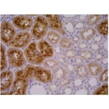IHC - Anti-PSMA Antibody [GCP-04] (A86232)