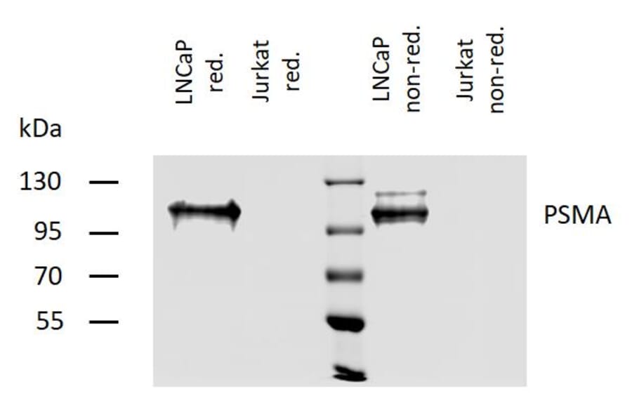 WB - Anti-PSMA Antibody [GCP-04] (A86232)