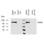 WB - Anti-PSMA Antibody [GCP-04] (A86232)