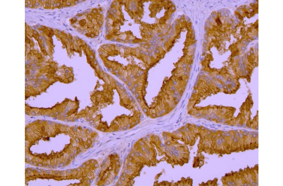Immunohistochemistry - Anti-PSMA Antibody [GCP-04] (A86232) - Antibodies.com
