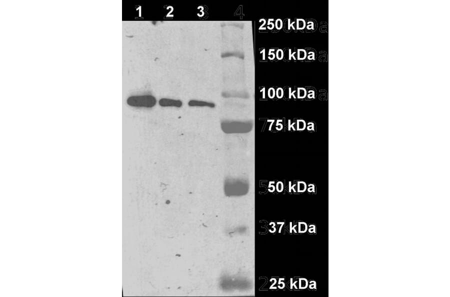 Western Blot - Anti-PSMA Antibody [GCP-04] (A86232) - Antibodies.com