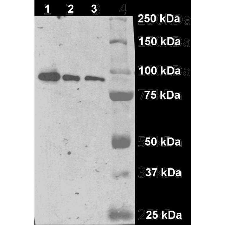 Western Blot - Anti-PSMA Antibody [GCP-04] (A86232) - Antibodies.com