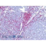 IHC - Anti-CD5 Antibody [L17F12] (A86239)