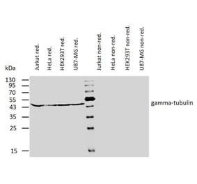 WB - Anti-gamma Tubulin Antibody [TU-32] (A86251)