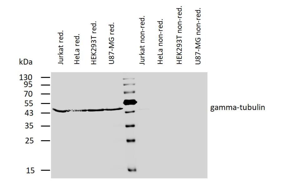 WB - Anti-gamma Tubulin Antibody [TU-32] (A86251)