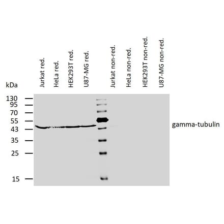 WB - Anti-gamma Tubulin Antibody [TU-32] (A86251)