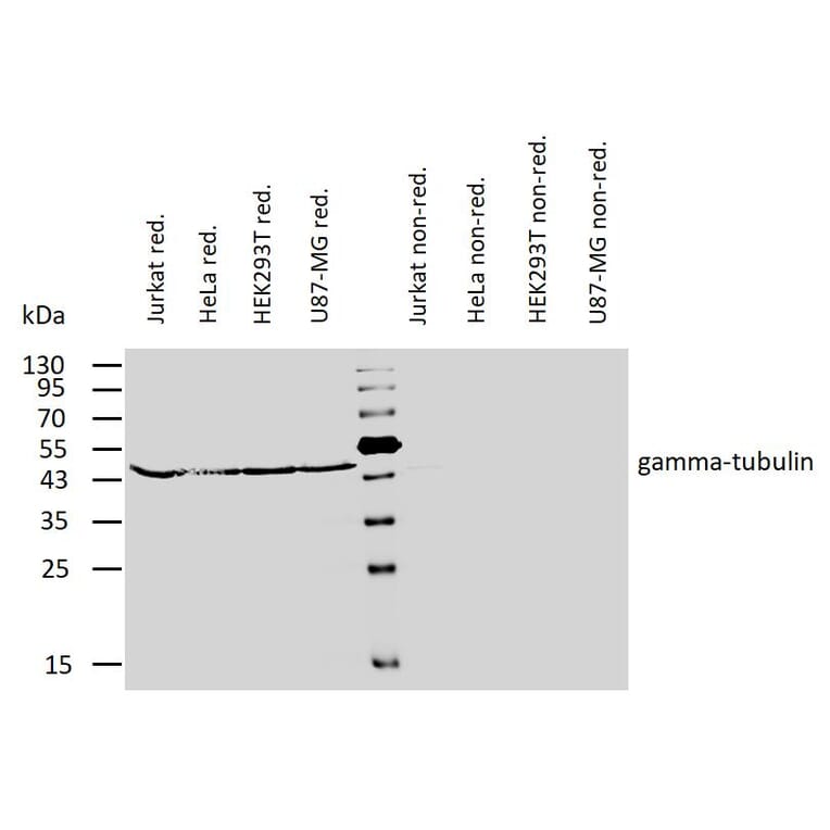 WB - Anti-gamma Tubulin Antibody [TU-32] (A86251)