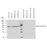 WB - Anti-gamma Tubulin Antibody [TU-32] (A86251)