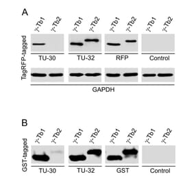 Western Blot - Anti-gamma Tubulin Antibody [TU-32] (A86247) - Antibodies.com