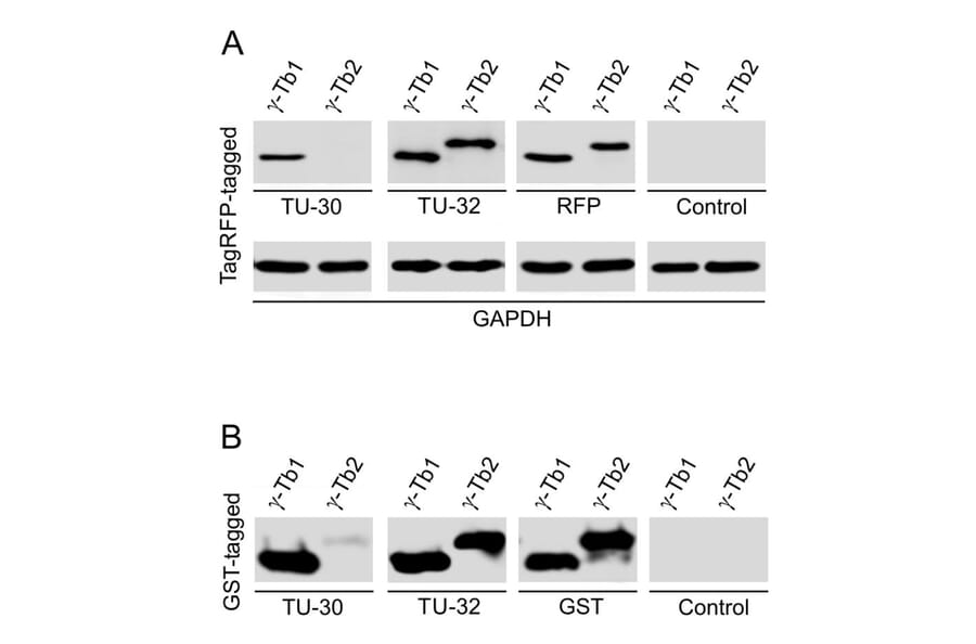 Western Blot - Anti-gamma Tubulin Antibody [TU-32] (A86247) - Antibodies.com