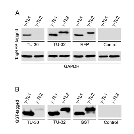 Western Blot - Anti-gamma Tubulin Antibody [TU-32] (A86247) - Antibodies.com