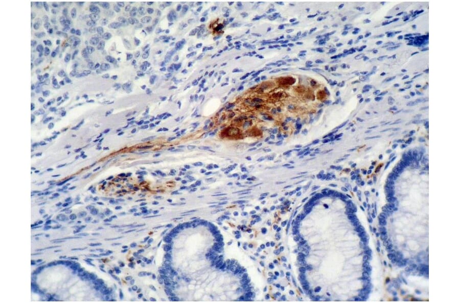 IHC - Anti-p21 Antibody [WA-1] (A86253)