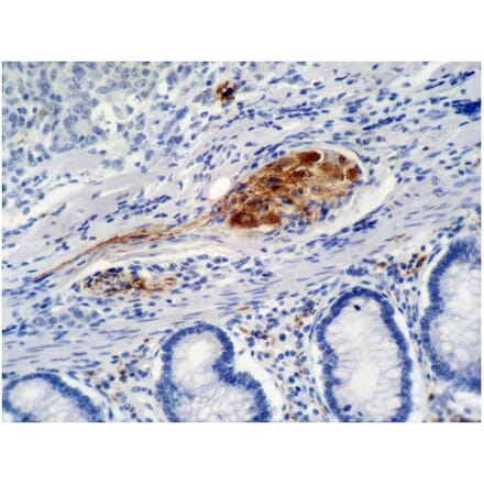 IHC - Anti-p21 Antibody [WA-1] (A86253)