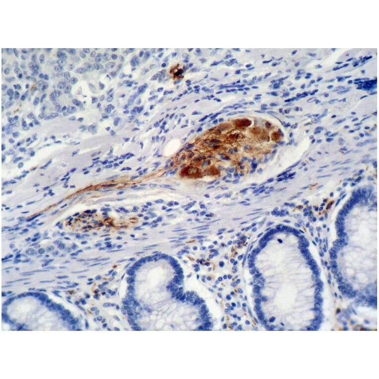 IHC - Anti-p21 Antibody [WA-1] (A86253)