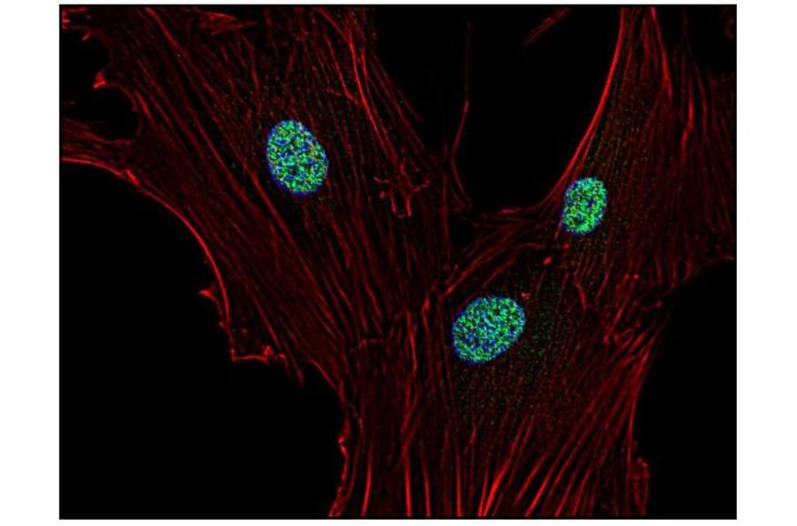 ICC - Anti-p21 Antibody [WA-1] (A86253)
