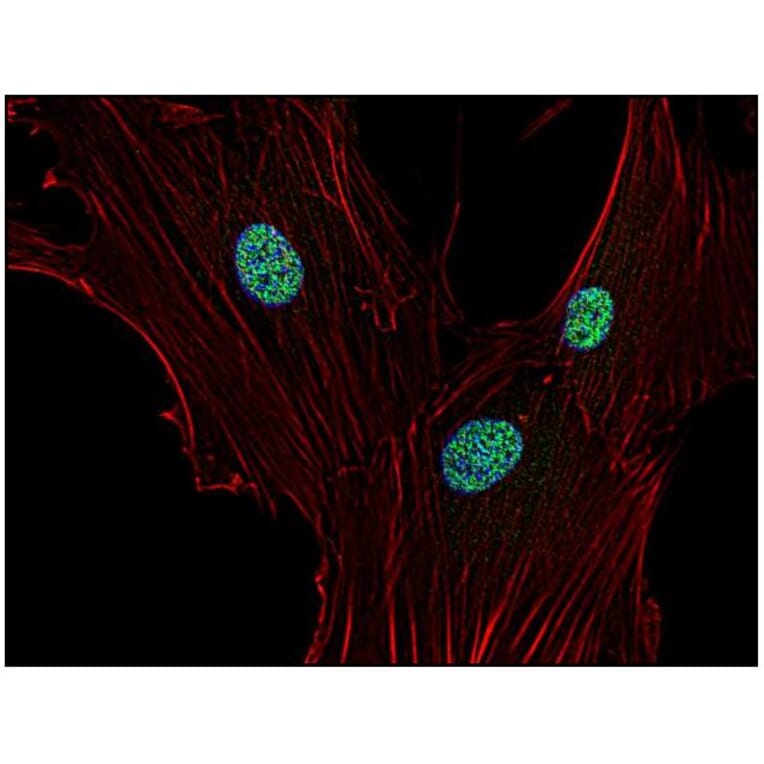 ICC - Anti-p21 Antibody [WA-1] (A86253)