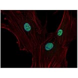 ICC - Anti-p21 Antibody [WA-1] (A86253)