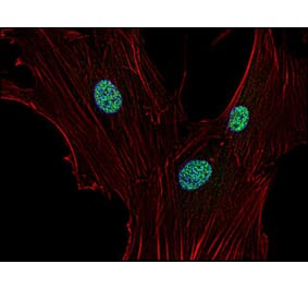 Immunocytochemistry - Anti-p21WAF Antibody [WA-1] (A86252) - Antibodies.com