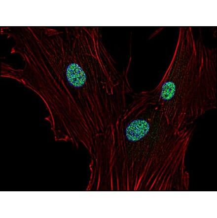 Immunocytochemistry - Anti-p21WAF Antibody [WA-1] (A86252) - Antibodies.com