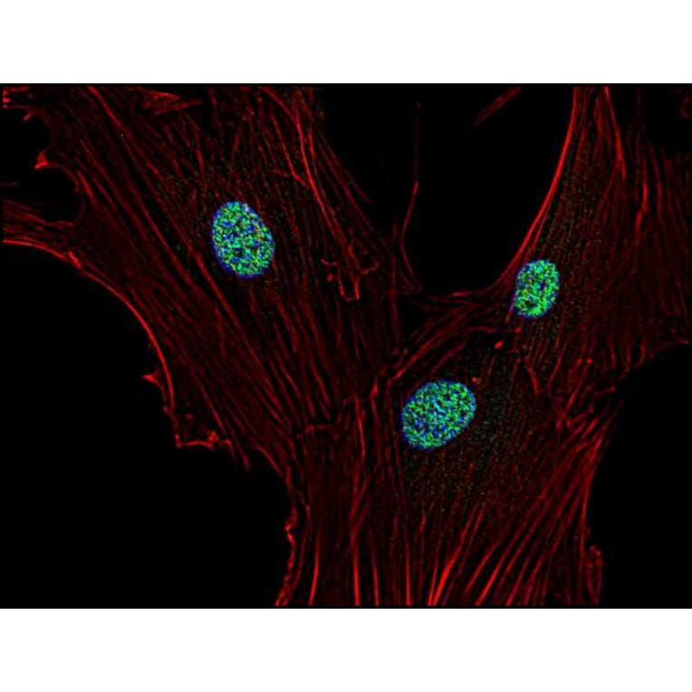 Immunocytochemistry - Anti-p21WAF Antibody [WA-1] (A86252) - Antibodies.com