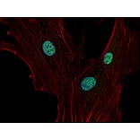 Immunocytochemistry - Anti-p21WAF Antibody [WA-1] (A86252) - Antibodies.com