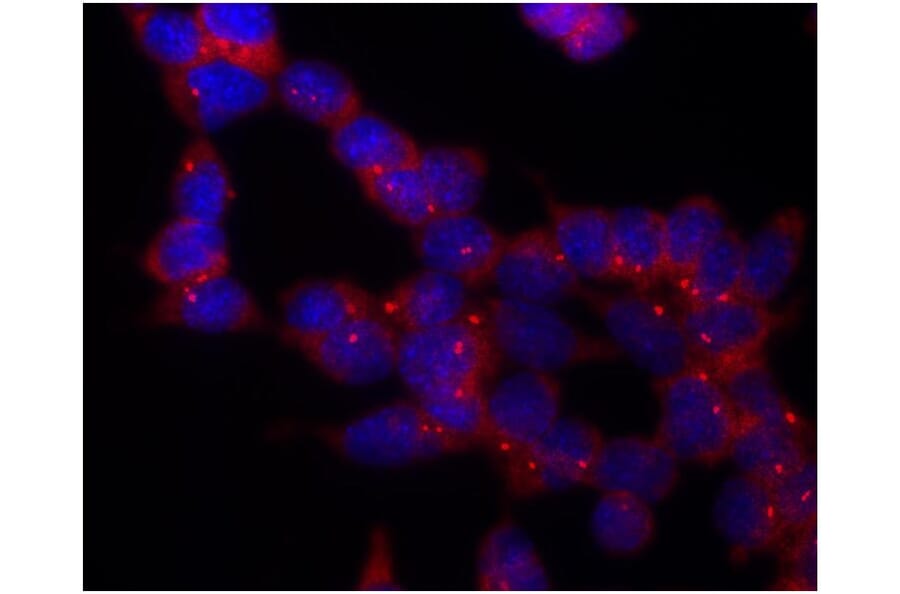 ICC - Anti-gamma Tubulin Antibody [TU-30] (A86254)