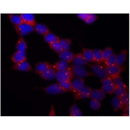 ICC - Anti-gamma Tubulin Antibody [TU-30] (A86254)