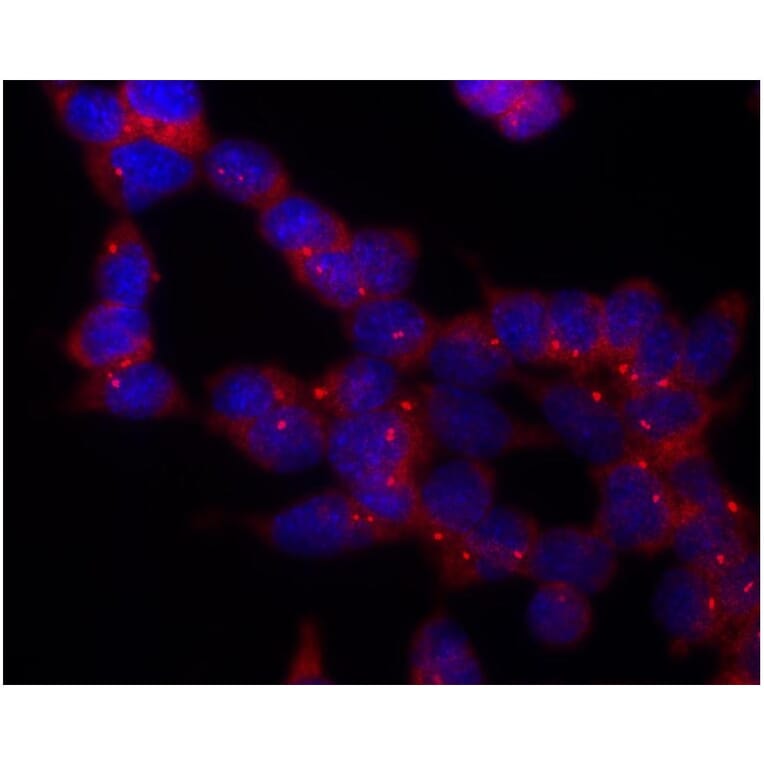 ICC - Anti-gamma Tubulin Antibody [TU-30] (A86254)