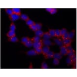 ICC - Anti-gamma Tubulin Antibody [TU-30] (A86254)