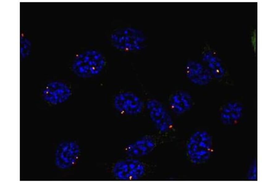 ICC - Anti-gamma Tubulin Antibody [TU-30] (A86254)