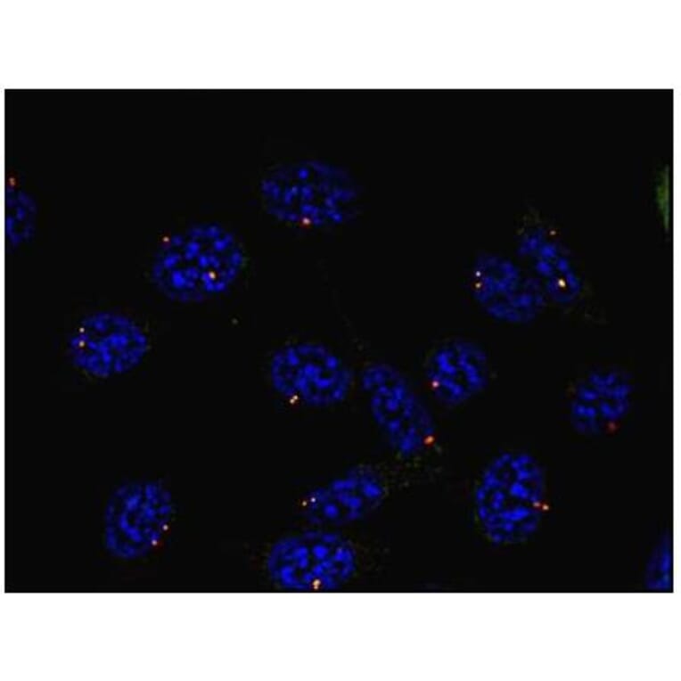 ICC - Anti-gamma Tubulin Antibody [TU-30] (A86254)