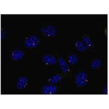 ICC - Anti-gamma Tubulin Antibody [TU-30] (A86254)