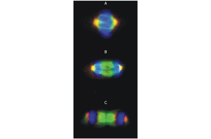 ICC - Anti-gamma Tubulin Antibody [TU-30] (A86254)