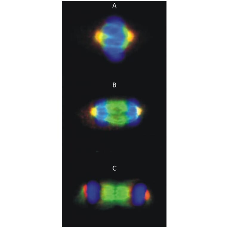 ICC - Anti-gamma Tubulin Antibody [TU-30] (A86254)